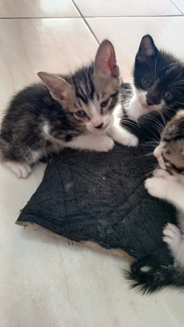 Gato raça SRD-ViraLata idade Abaixo de 2 meses nome sem nome