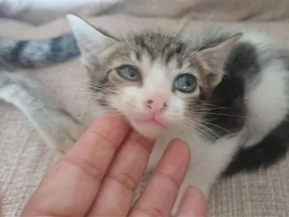 Gato raça SRD-ViraLata idade 2 a 6 meses nome sem nome