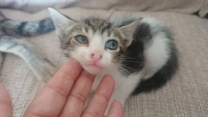 Gato raça SRD-ViraLata idade 2 a 6 meses nome sem nome