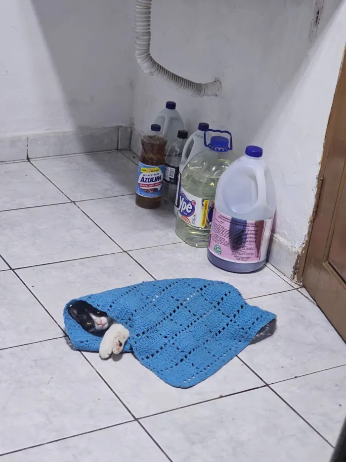 Gato raça SRD-ViraLata idade 2 a 6 meses nome Ozzy