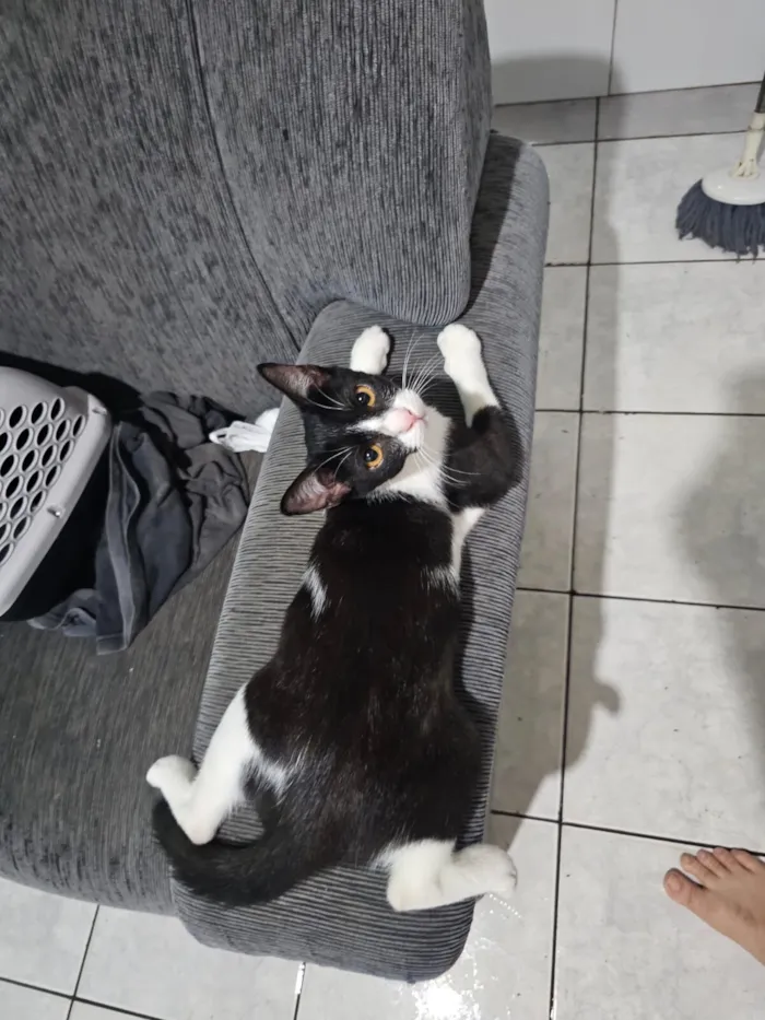 Gato raça SRD-ViraLata idade 2 a 6 meses nome Ozzy