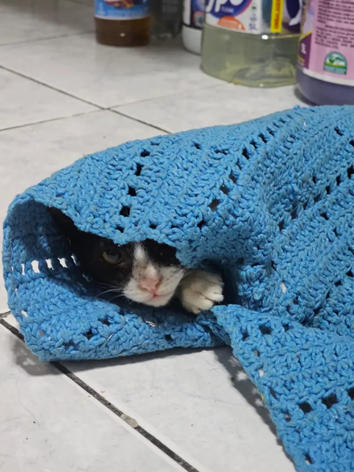 Gato raça SRD-ViraLata idade 2 a 6 meses nome Ozzy