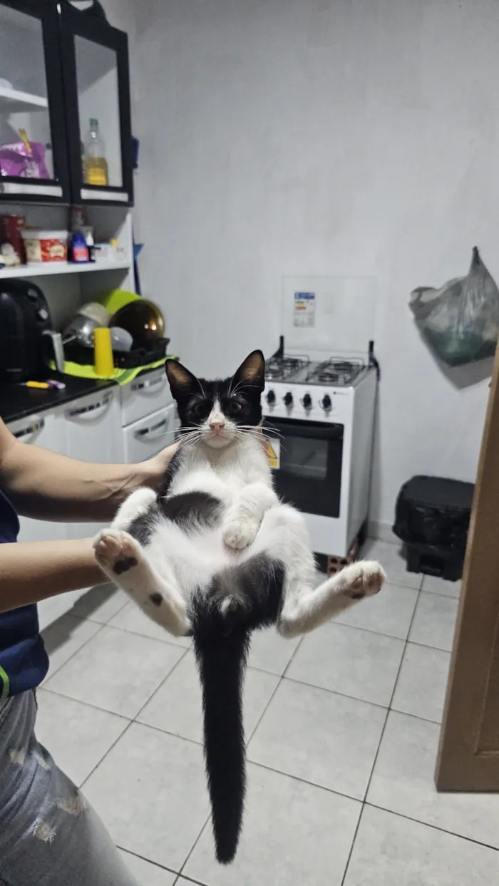 Gato raça SRD-ViraLata idade 2 a 6 meses nome Ozzy