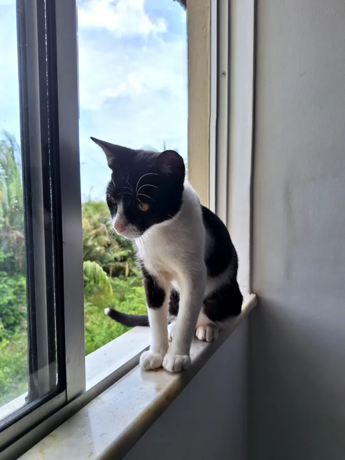 Gato raça SRD-ViraLata idade 2 a 6 meses nome Ozzy