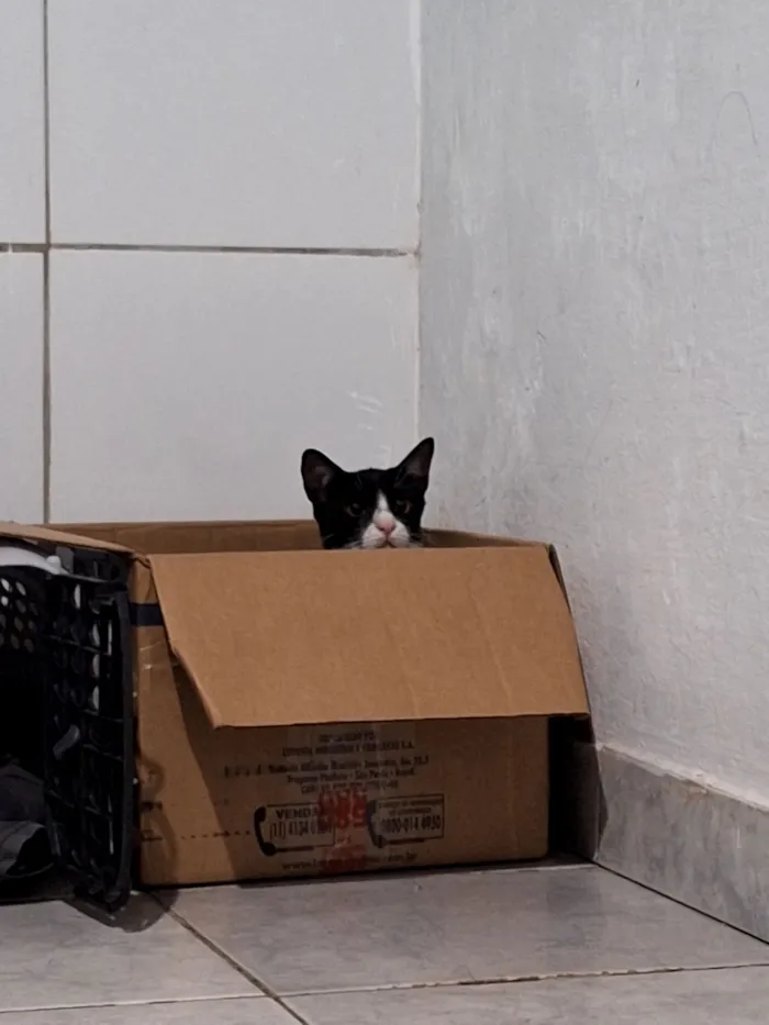 Gato raça SRD-ViraLata idade 2 a 6 meses nome Ozzy
