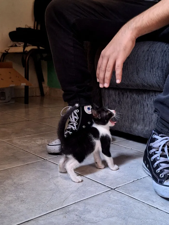 Gato raça SRD-ViraLata idade 2 a 6 meses nome Ozzy