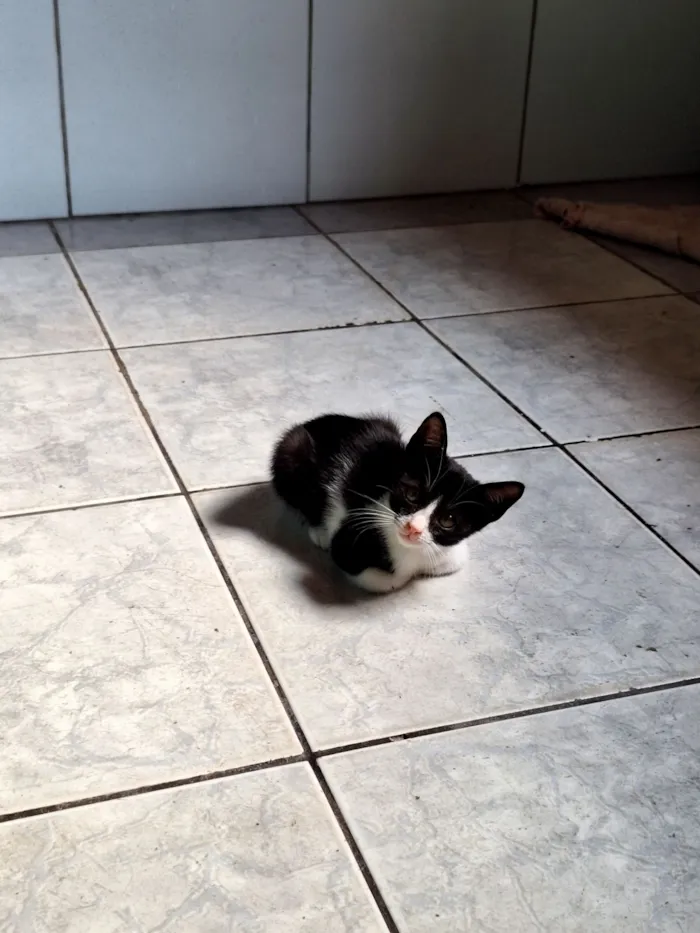 Gato raça SRD-ViraLata idade 2 a 6 meses nome Ozzy