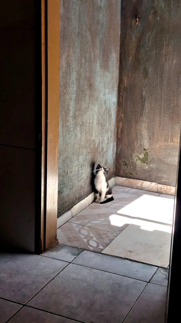 Gato raça SRD-ViraLata idade 2 a 6 meses nome Ozzy