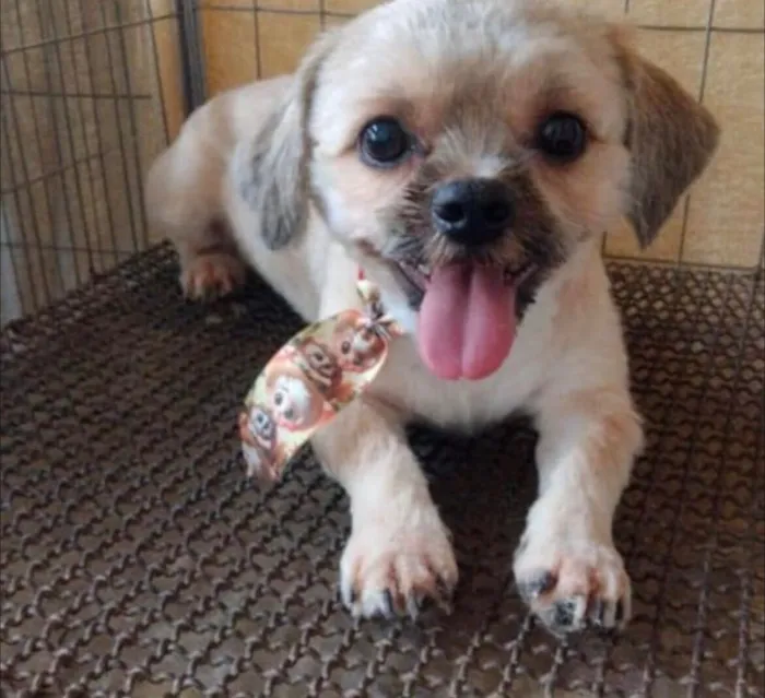 Cachorro raça Shitzu idade 7 a 11 meses nome Ana