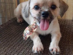 Cachorro raça Shitzu idade 7 a 11 meses nome Ana