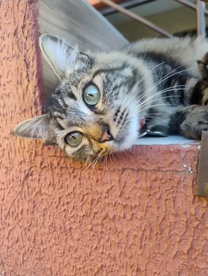 Gato raça SRD-ViraLata idade 1 ano nome kiwi