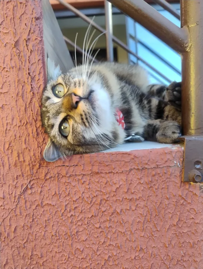 Gato raça SRD-ViraLata idade 1 ano nome kiwi