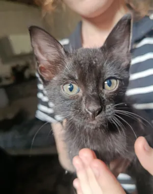 Gato raça SRD-ViraLata idade Abaixo de 2 meses nome bebe