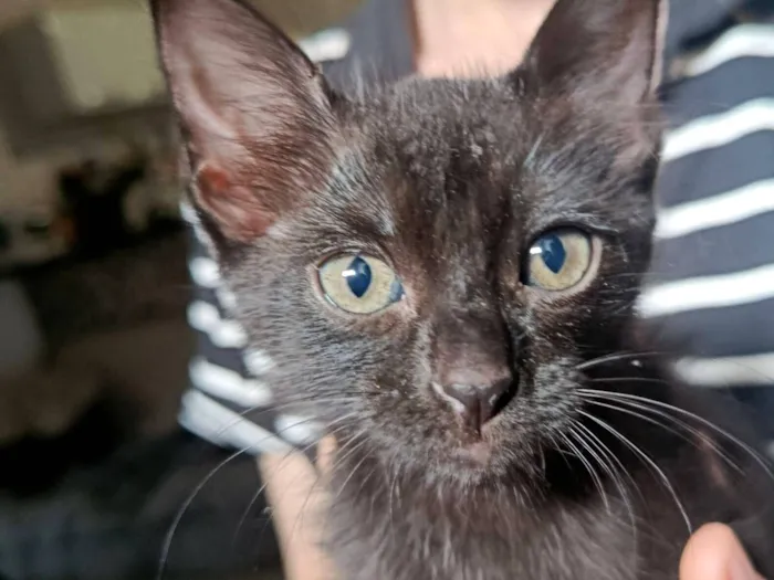 Gato raça SRD-ViraLata idade Abaixo de 2 meses nome bebe