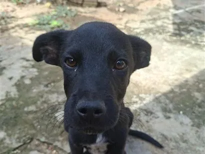 Cachorro raça SRD-ViraLata idade 7 a 11 meses nome theo