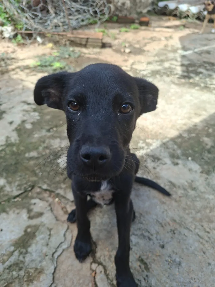 Cachorro raça SRD-ViraLata idade 7 a 11 meses nome theo