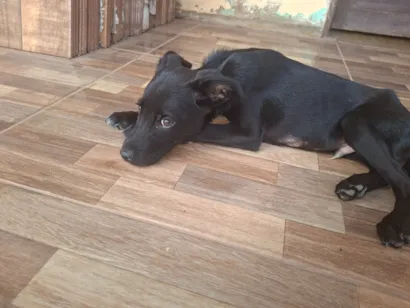 Cachorro raça SRD-ViraLata idade 7 a 11 meses nome theo