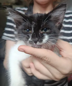 Gato raça SRD-ViraLata idade Abaixo de 2 meses nome frajola 