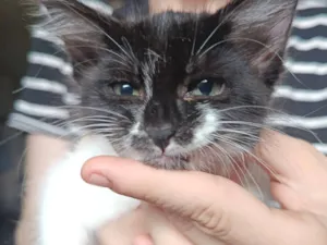 Gato raça SRD-ViraLata idade Abaixo de 2 meses nome frajola 