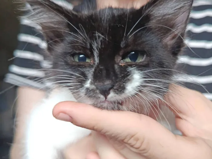 Gato raça SRD-ViraLata idade Abaixo de 2 meses nome frajola 