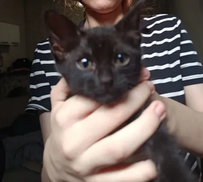 Gato raça SRD-ViraLata idade Abaixo de 2 meses nome pretinha 