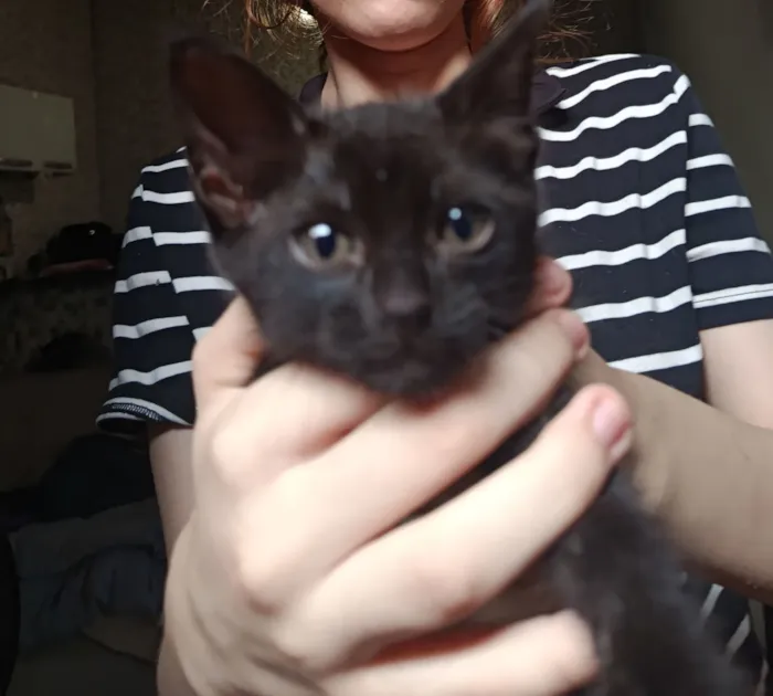 Gato raça SRD-ViraLata idade Abaixo de 2 meses nome pretinha 