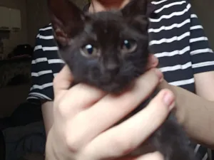 Gato raça SRD-ViraLata idade Abaixo de 2 meses nome pretinha 