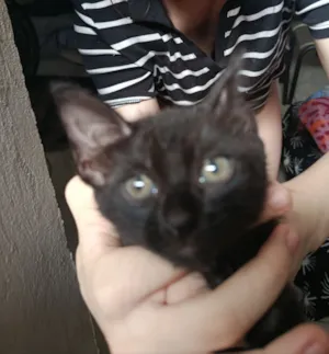 Gato raça SRD-ViraLata idade Abaixo de 2 meses nome pequena 