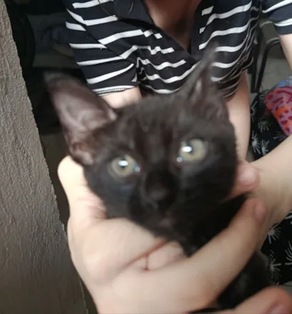 Gato raça SRD-ViraLata idade Abaixo de 2 meses nome pequena 