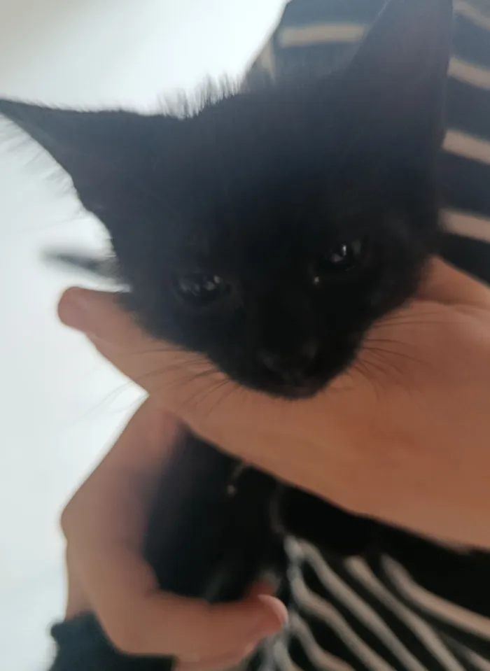 Gato raça SRD-ViraLata idade Abaixo de 2 meses nome pequena 