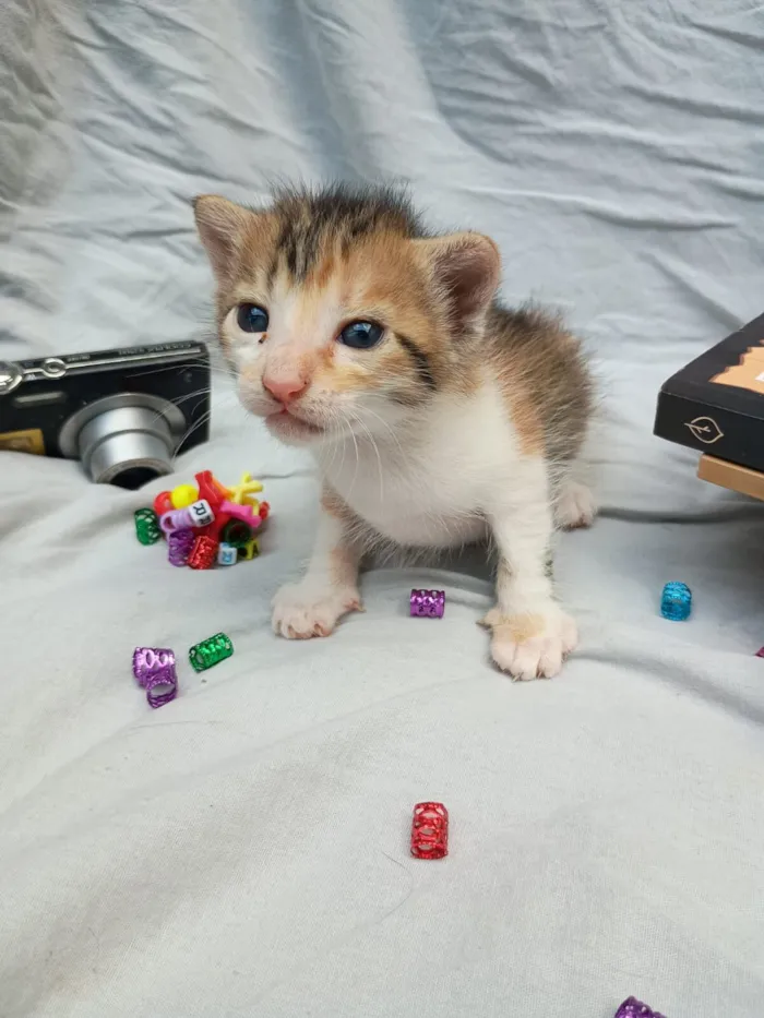 Gato raça Persa idade Abaixo de 2 meses nome bebê 