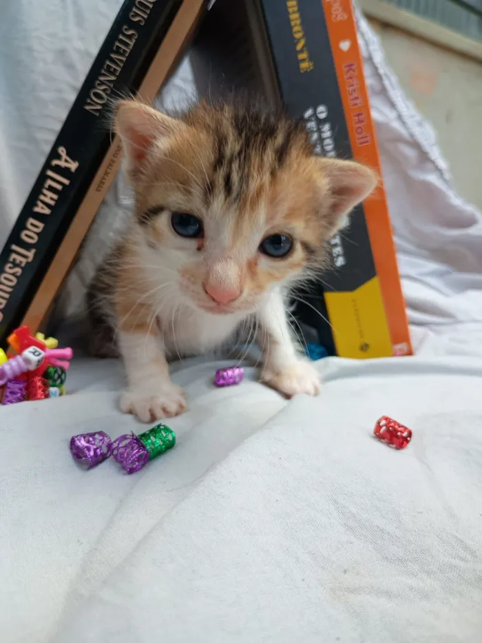 Gato raça Persa idade Abaixo de 2 meses nome bebê 