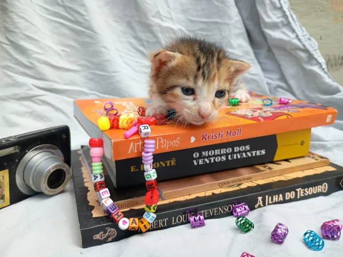 Gato raça Persa idade Abaixo de 2 meses nome bebê 