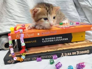 Gato raça Persa idade Abaixo de 2 meses nome bebê 