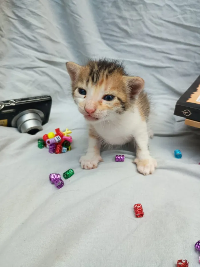 Gato raça Persa idade Abaixo de 2 meses nome bebê 