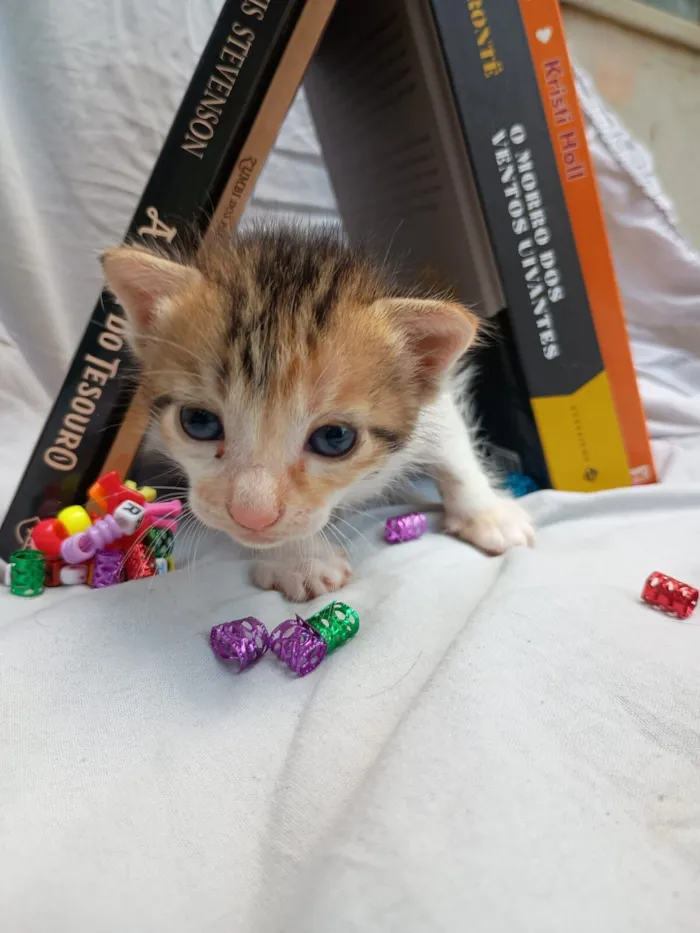 Gato raça Persa idade Abaixo de 2 meses nome bebê 