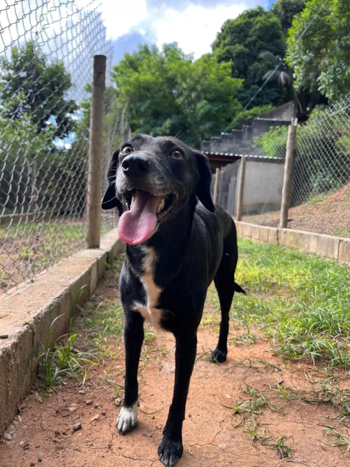 Cachorro raça SRD-ViraLata idade 2 anos nome Pretinha