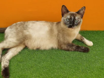 Gato raça Exótico idade Abaixo de 2 meses nome Nina 