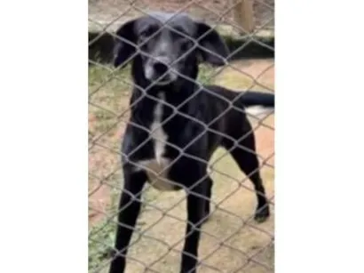Cachorro raça SRD-ViraLata idade 2 anos nome Pretinha