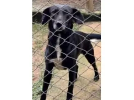 Cachorro raça SRD-ViraLata idade 2 anos nome Pretinha