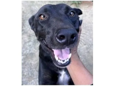 Cachorro raça SRD-ViraLata idade 2 anos nome Pretinha