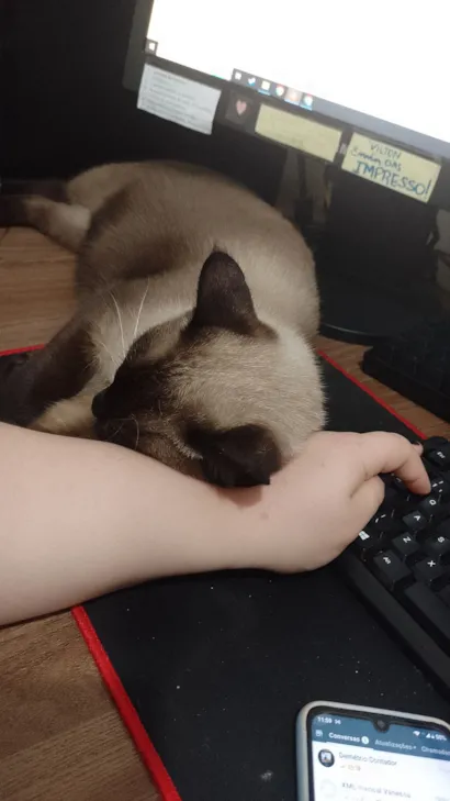 Gato raça Siamês idade 3 anos nome Uvo Tony 