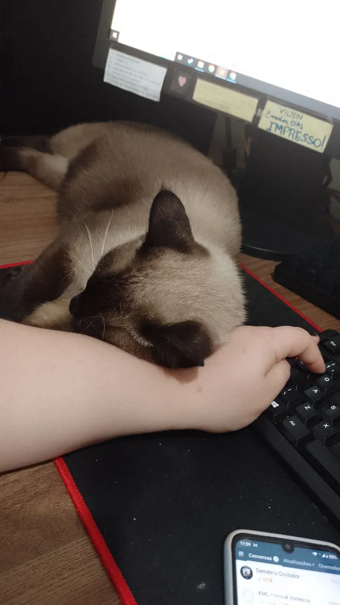 Gato raça Siamês idade 3 anos nome Uvo Tony 