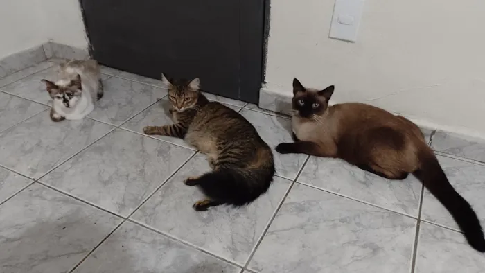 Gato raça Siamês idade 3 anos nome Uvo Tony 