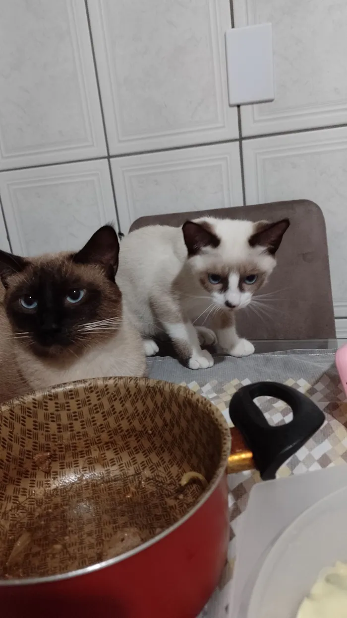 Gato raça Siamês idade 3 anos nome Uvo Tony 
