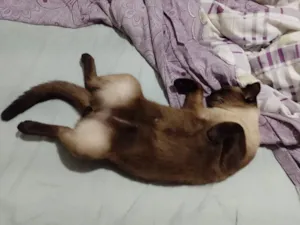 Gato raça Siamês idade 3 anos nome Uvo Tony 
