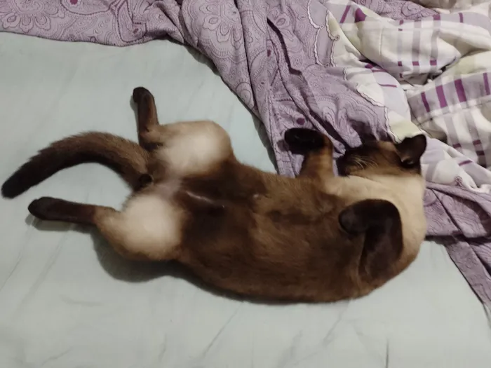 Gato raça Siamês idade 3 anos nome Uvo Tony 