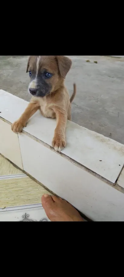 Cachorro raça SRD-ViraLata idade Abaixo de 2 meses nome Bela
