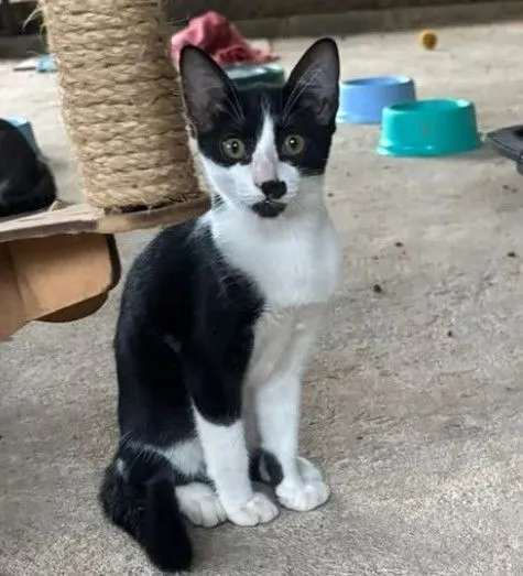 Gato raça SRD-ViraLata idade 7 a 11 meses nome Penélope