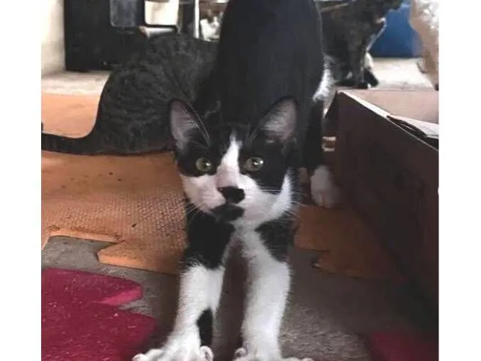 Gato raça SRD-ViraLata idade 7 a 11 meses nome Penélope